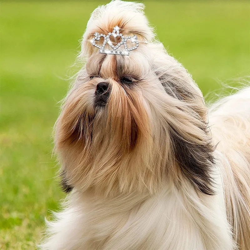 Bling Delicate Crystal Dog Hai - đánh giá và giá Pet Supplies York