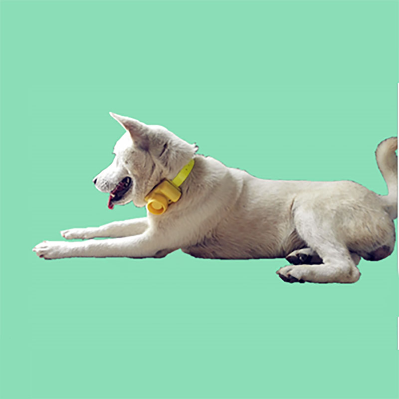 Chống Thấm Nước Chó Săn Cổ Còi - đánh giá và giá Training Clicker Dog